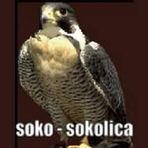 Radio Soko i Sokolica Online